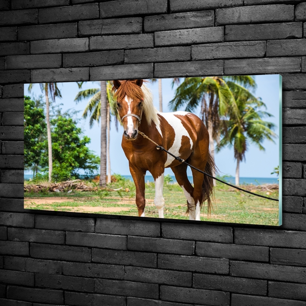 Foto obraz sklo tvrzené Strakatý kůň