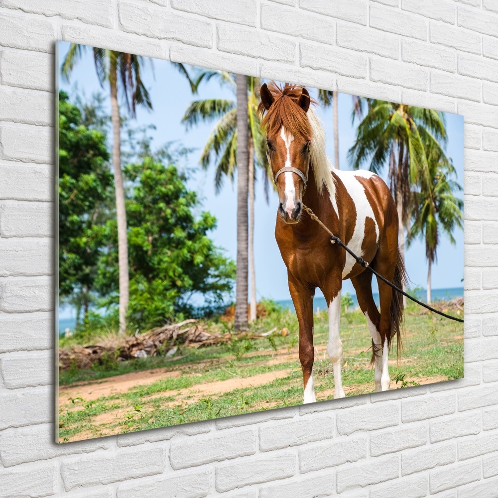 Foto obraz sklo tvrzené Strakatý kůň