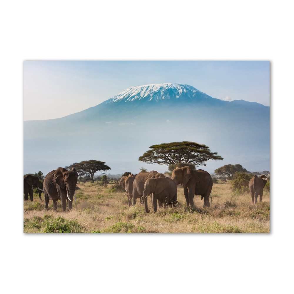 Foto obraz skleněný horizontální Sloni Kilimandžaro