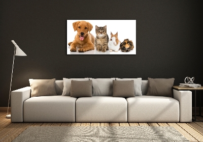 Foto obraz sklo tvrzené Pes a kočka