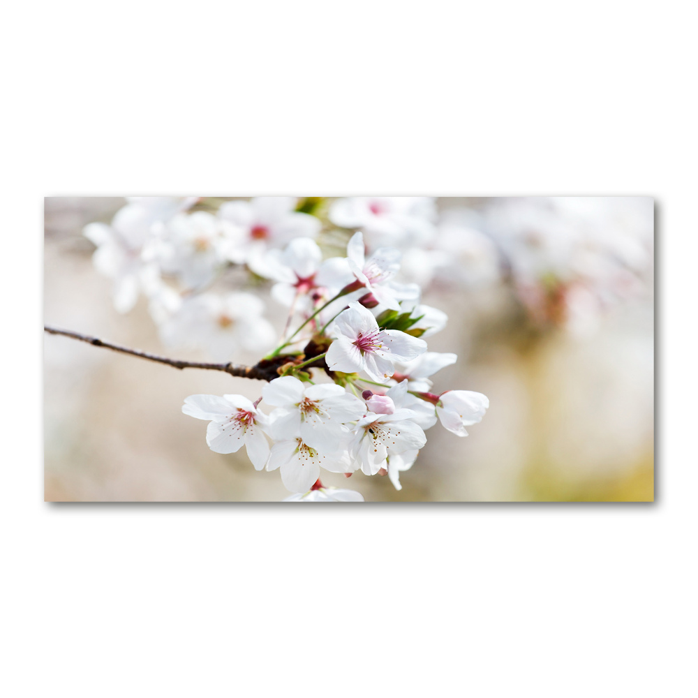 Foto-obraz fotografie na skle Květy višně