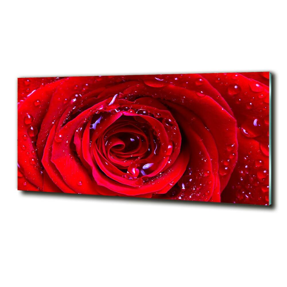 Foto obraz sklo tvrzené Květ růže