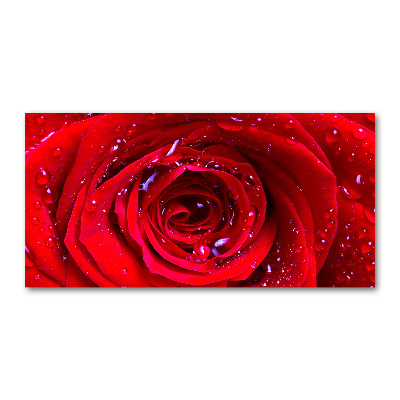 Foto obraz sklo tvrzené Květ růže