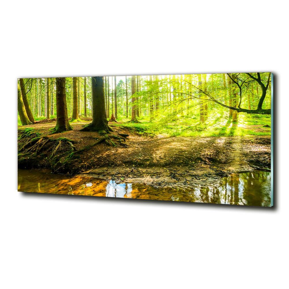 Fotoobraz na skle Sluneční paprsky les