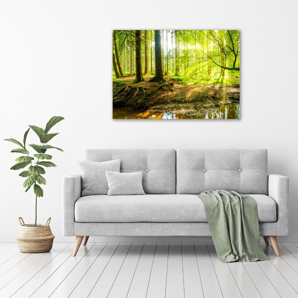 Fotoobraz na skle Sluneční paprsky les