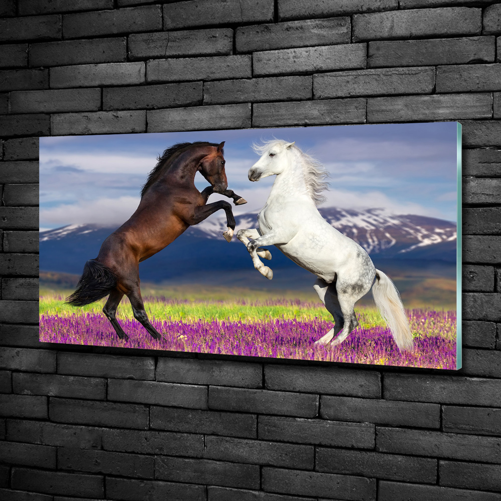 Foto obraz sklo tvrzené Koně hory