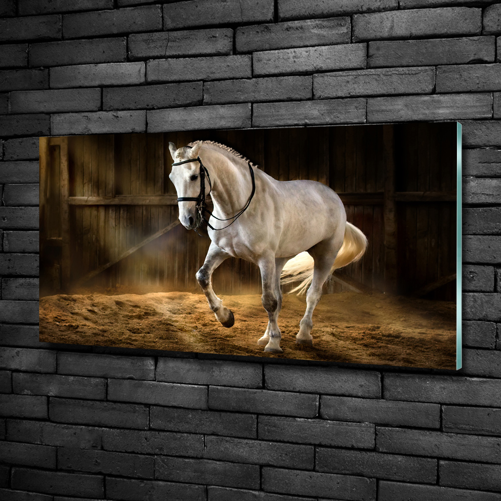 Moderní foto obraz na stěnu Bílý kůň ve stáji