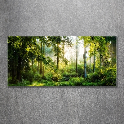 Foto obraz fotografie na skle Ranní slunce les