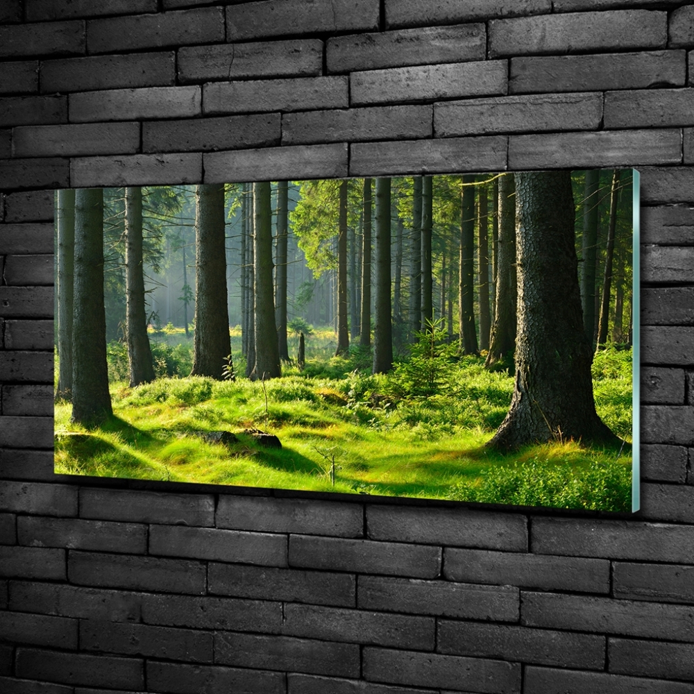 Fotoobraz na skle Smrkový les