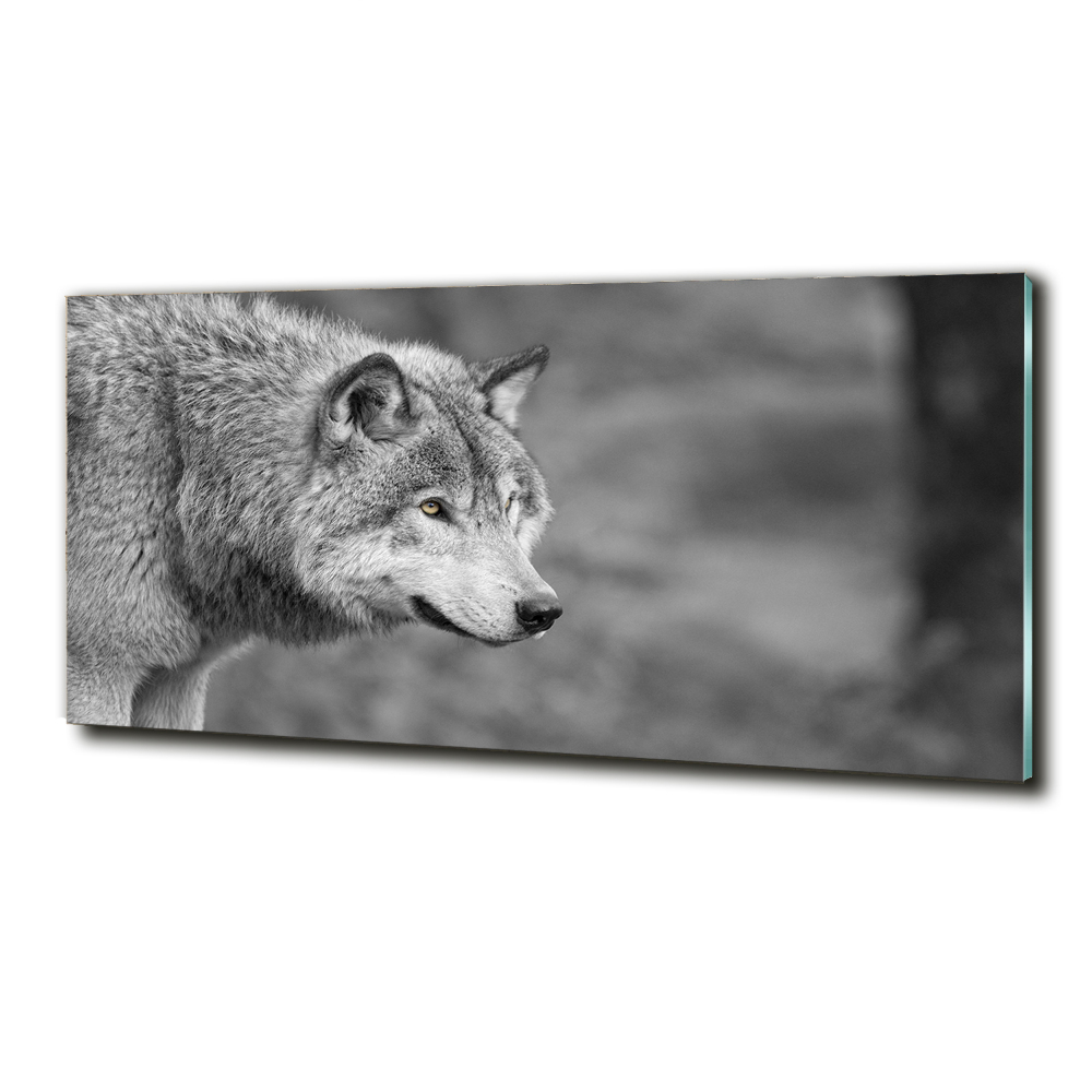Foto obraz fotografie na skle Šedý vlk