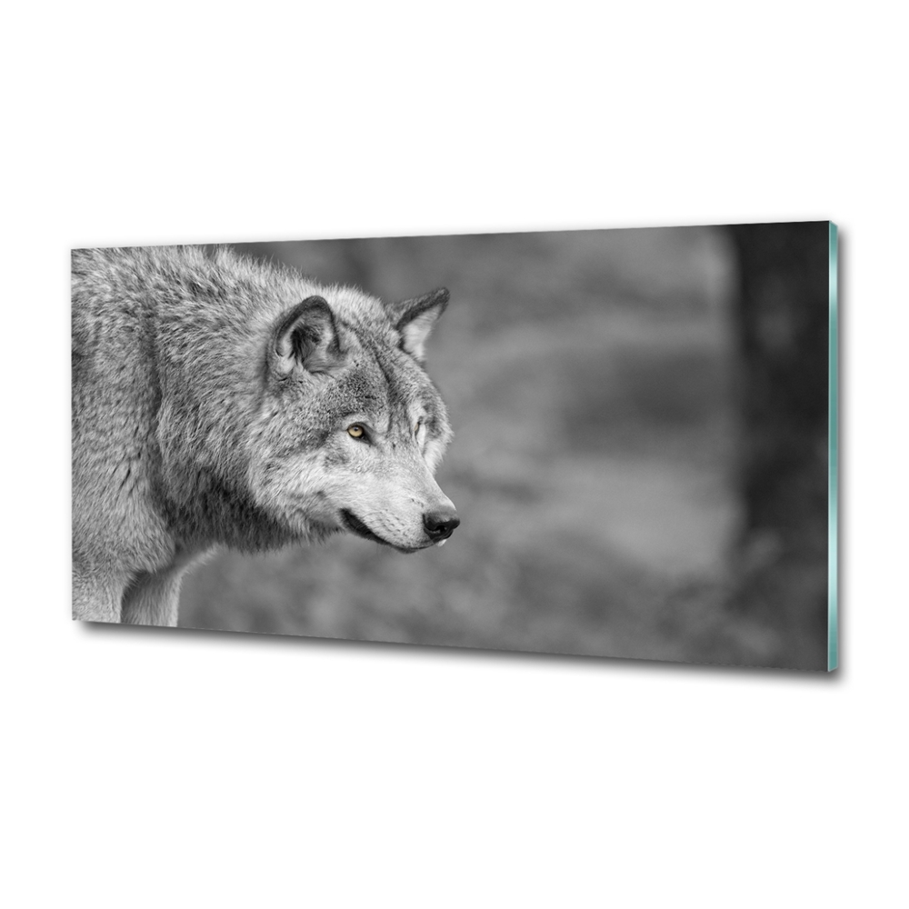 Foto obraz fotografie na skle Šedý vlk