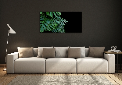 Foto obraz fotografie na skle Monstera