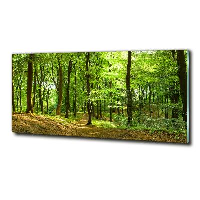 Fotoobraz na skle Lesní stezka