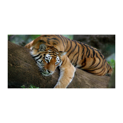 Foto obraz skleněný horizontální Tygr na stromě