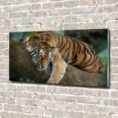 Foto obraz skleněný horizontální Tygr na stromě