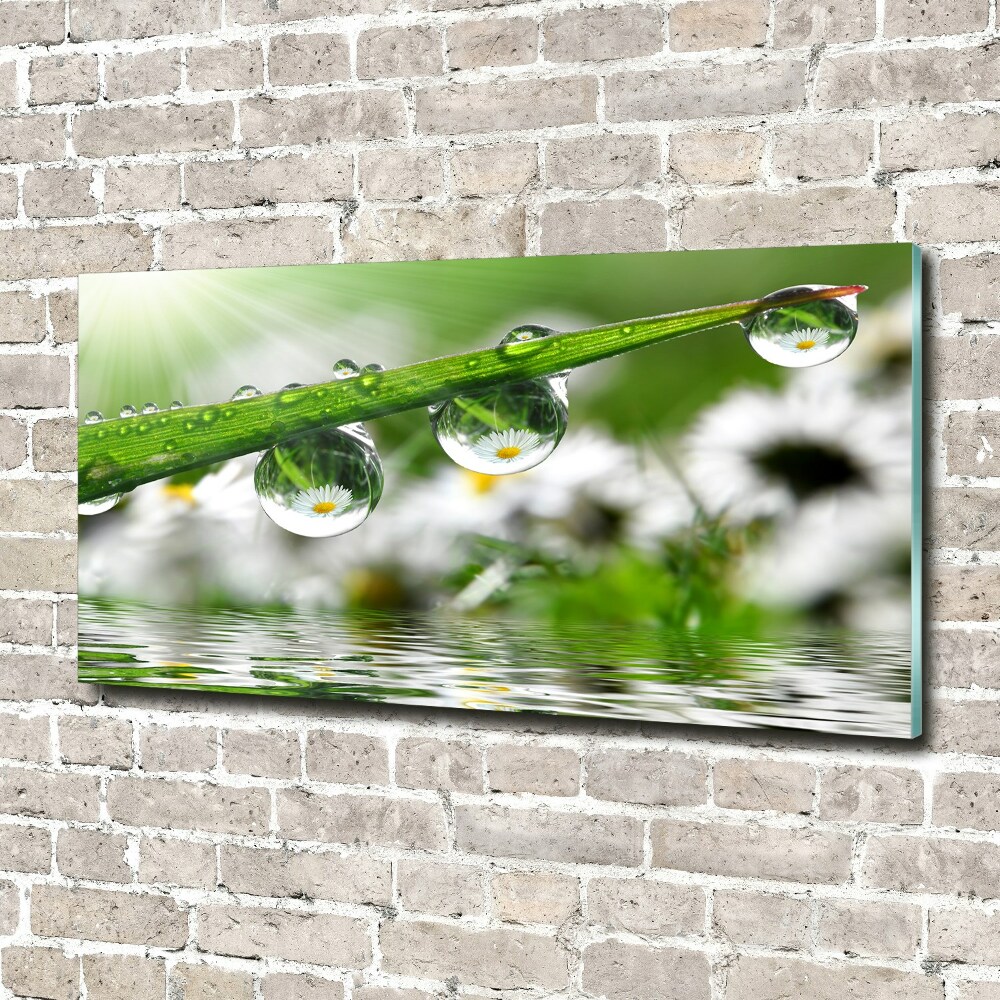 Fotoobraz na skle Kapky na trávě