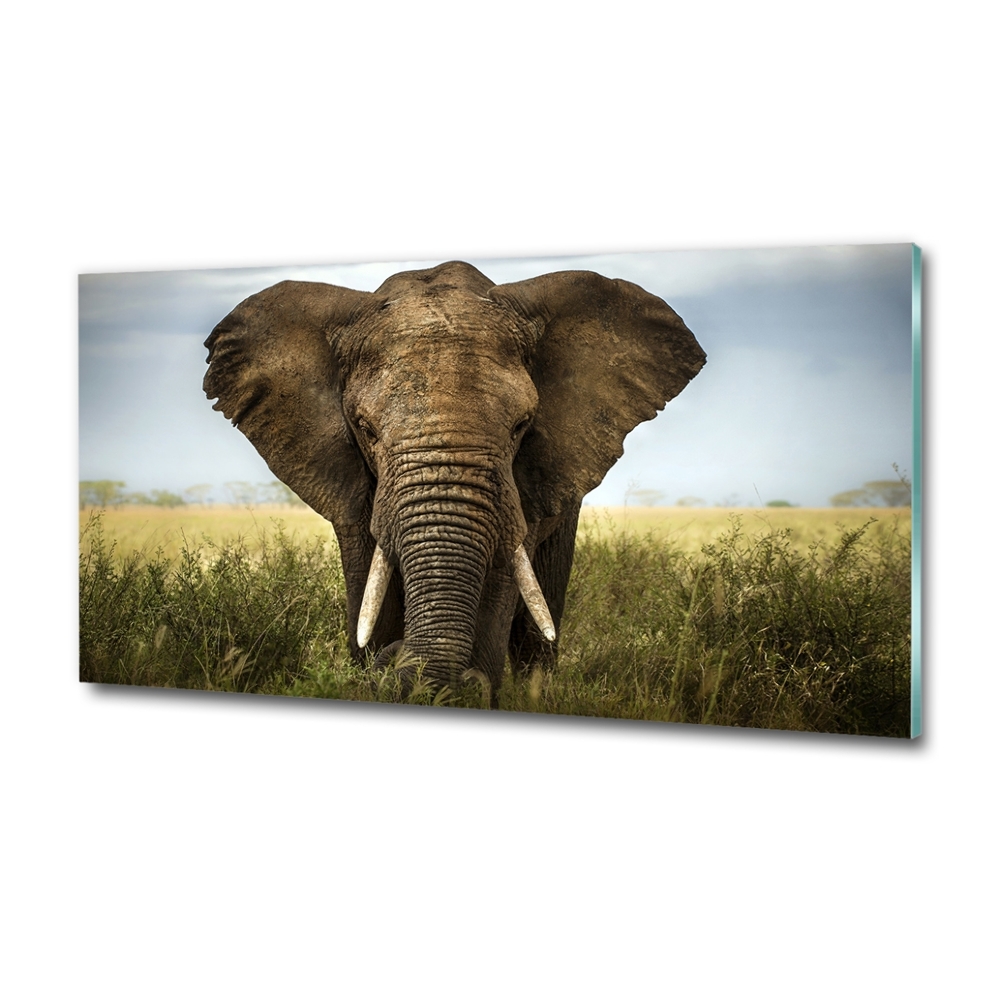 Foto obraz sklo tvrzené Slon na savaně