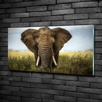 Foto obraz sklo tvrzené Slon na savaně