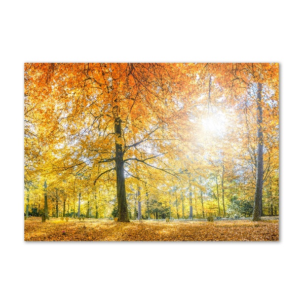 Fotoobraz na skle Podzimní les