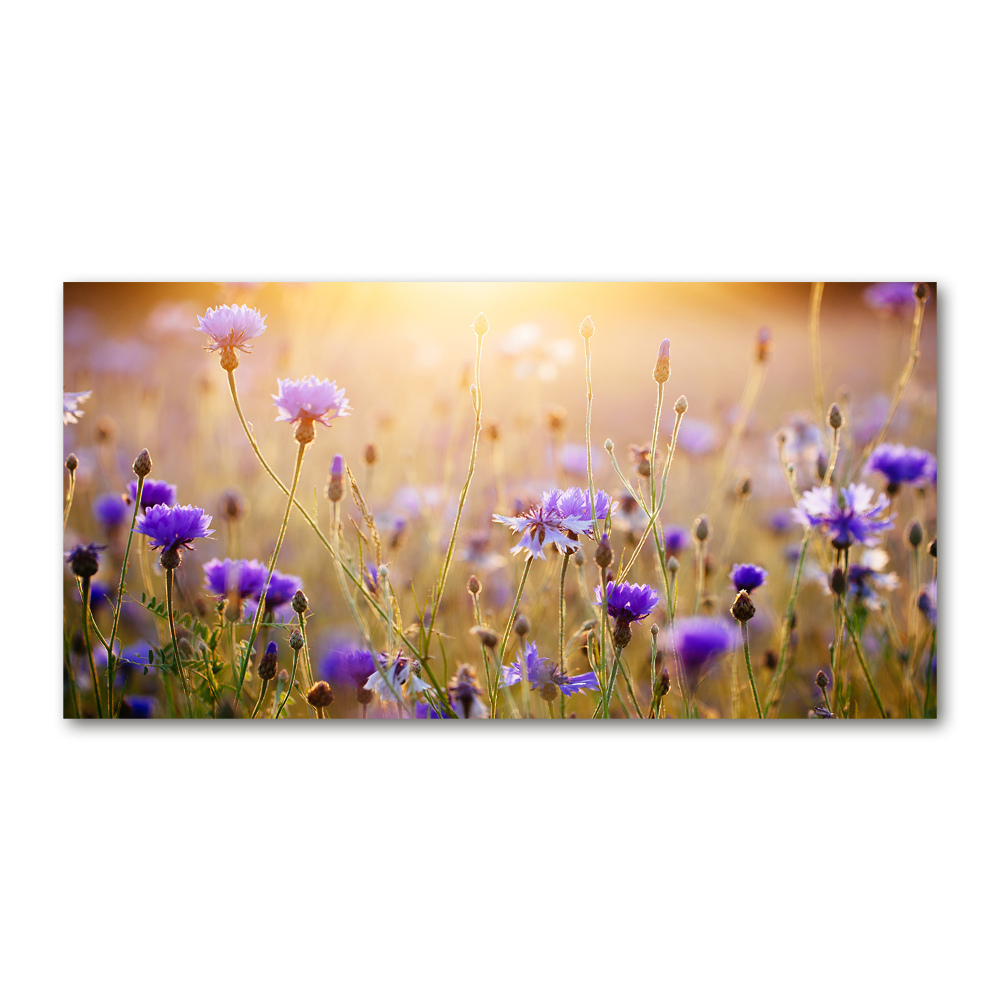 Foto obraz sklo tvrzené Plolní květiny