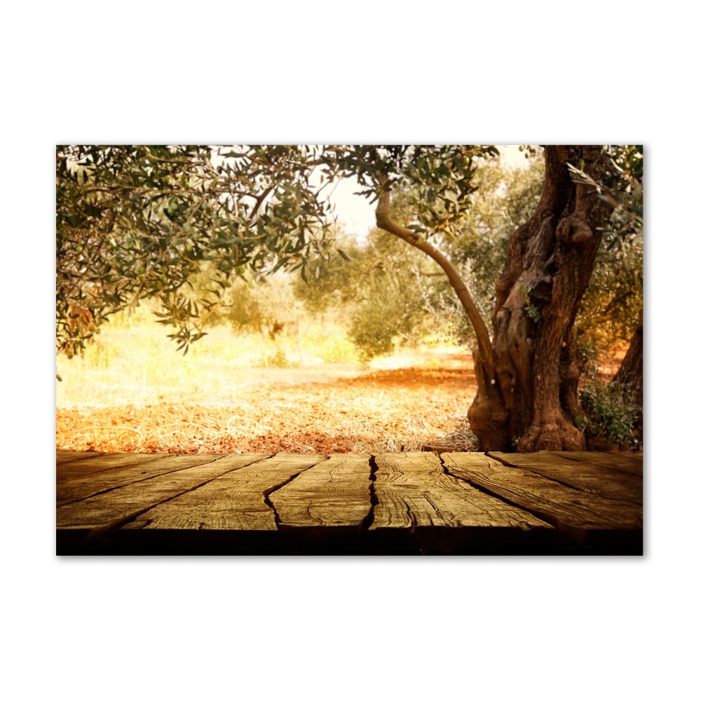 Fotoobraz na skle Olivový strom