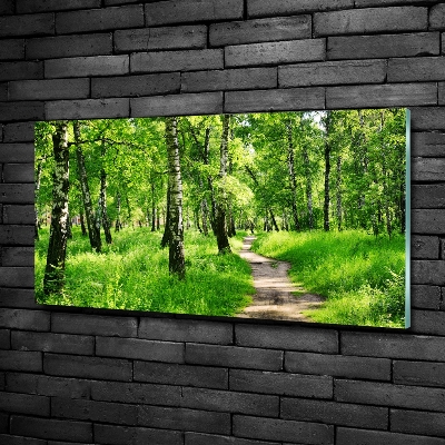 Foto obraz fotografie na skle Břízový les