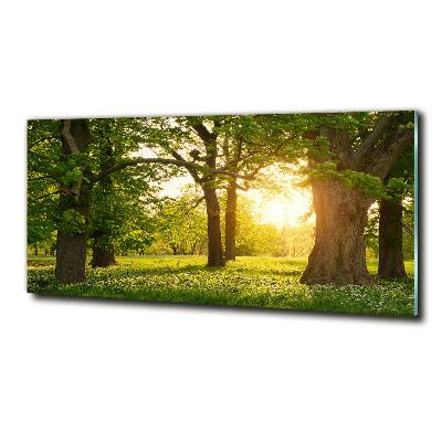 Fotoobraz na skle Stromy v parku