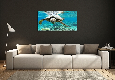 Foto obraz fotografie na skle Mořská želva
