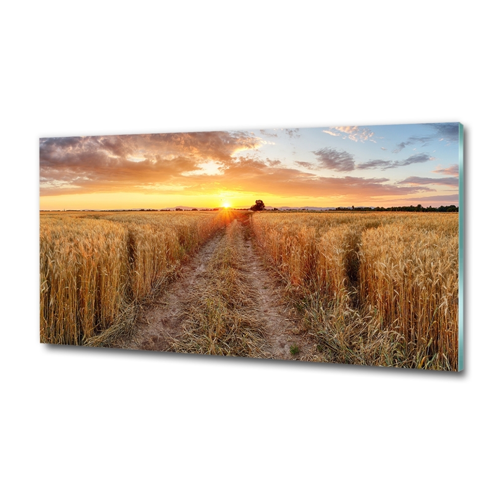 Fotoobraz na skle Pole pšenice