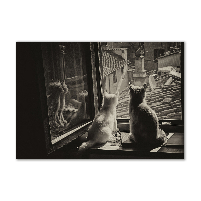 Fotoobraz na skle Kočky při okně