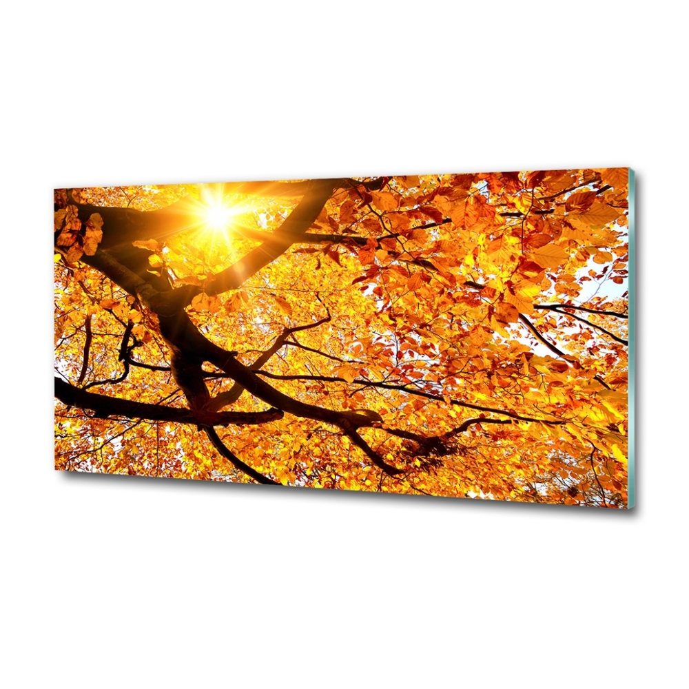 Foto-obraz fotografie na skle Koruna stromů podzim
