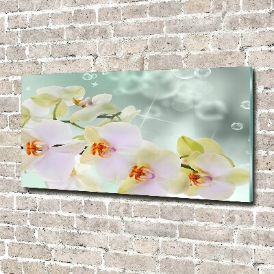 Foto obraz fotografie na skle Bílá orchidej