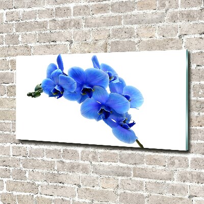 Foto obraz fotografie na skle Modrná orchidej