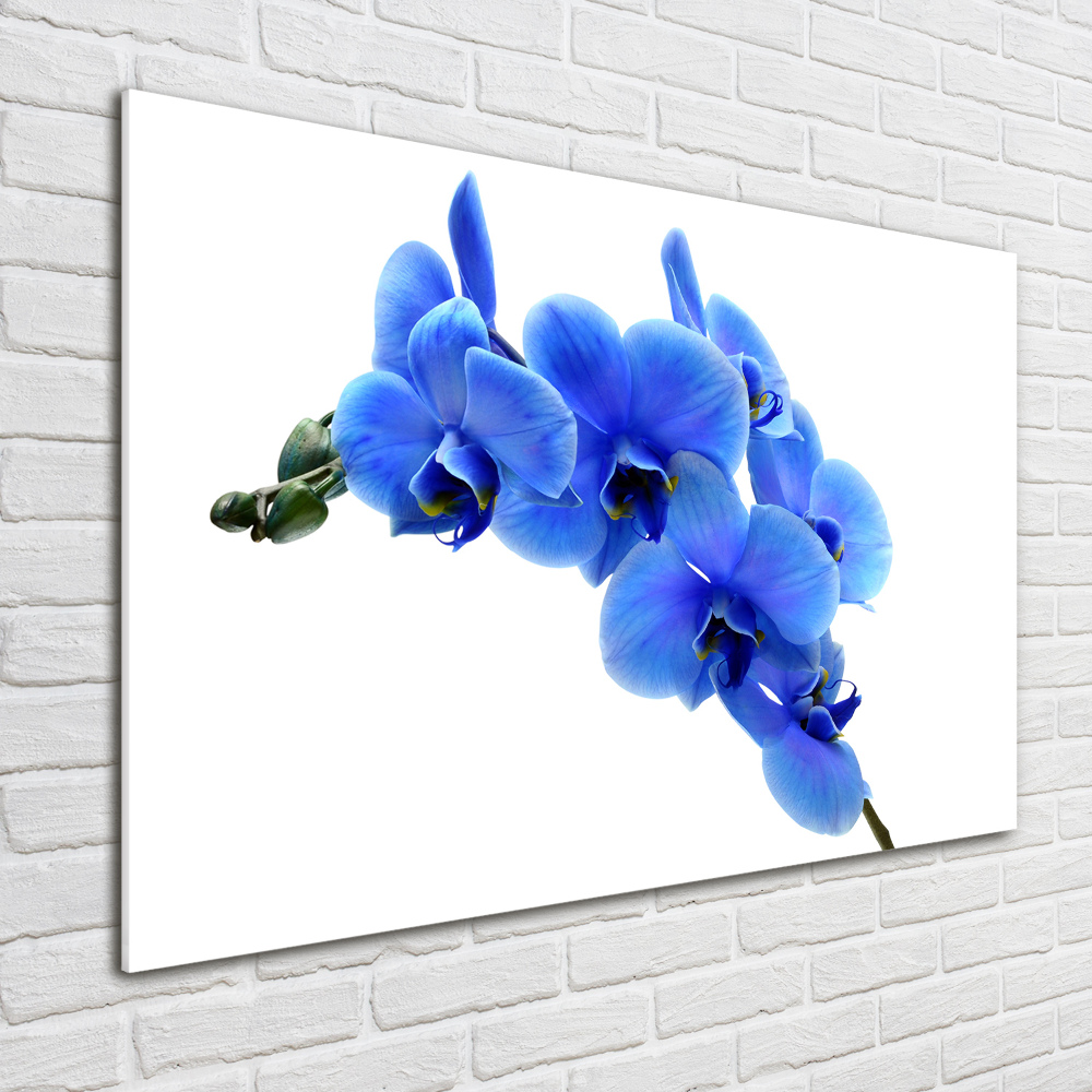 Foto obraz fotografie na skle Modrná orchidej