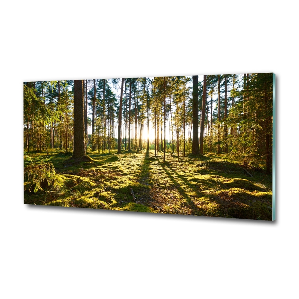 Fotoobraz na skle Sosnový les