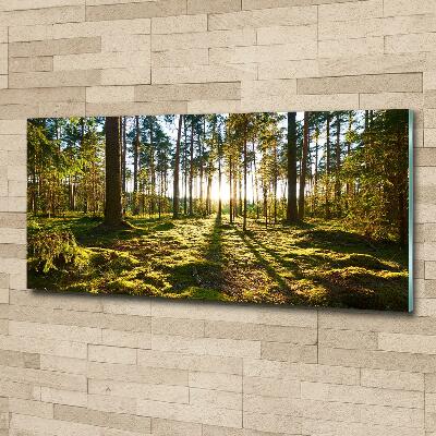 Fotoobraz na skle Sosnový les