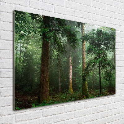 Foto obraz fotografie na skle Mlha v lese
