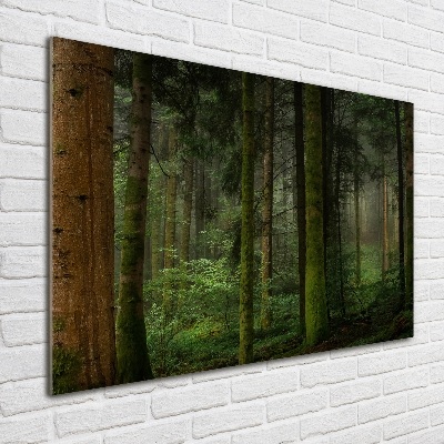 Foto obraz sklo tvrzené Mlha v lese