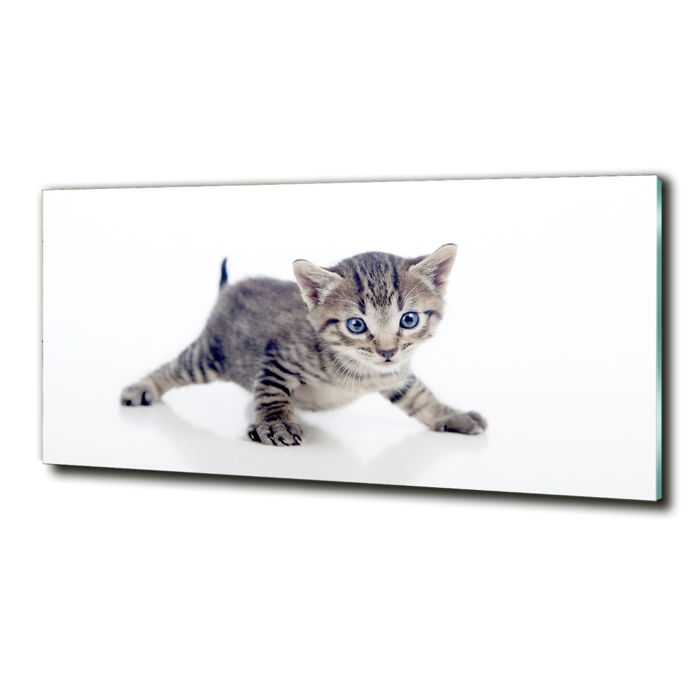 Foto-obrah sklo tvrzené Malá kočka