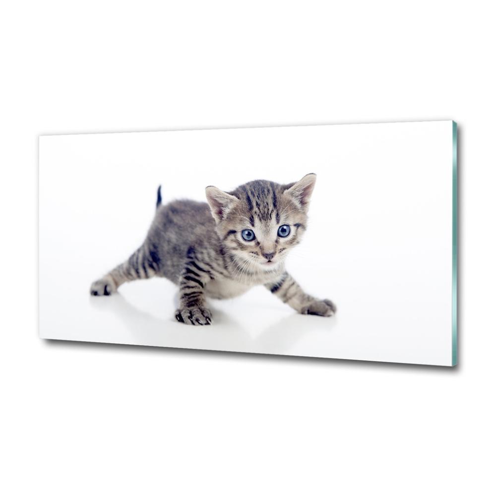 Foto-obrah sklo tvrzené Malá kočka