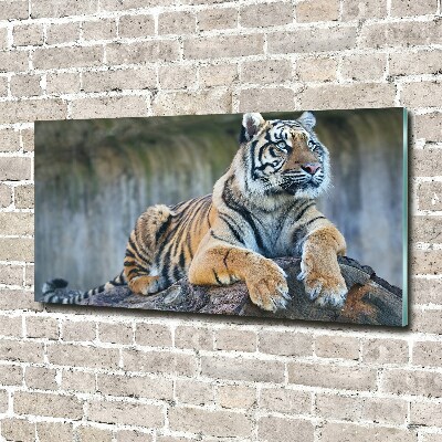 Foto-obrah sklo tvrzené Tygr