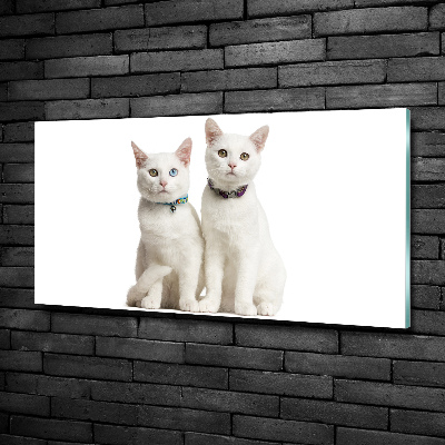 Foto-obraz skleněný horizontální Bílé kočky