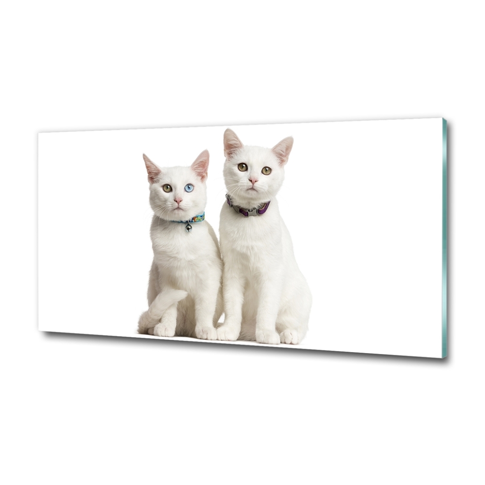Foto-obraz skleněný horizontální Bílé kočky