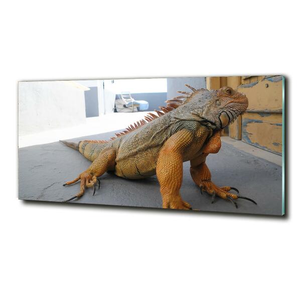 Foto-obraz na skle Iguana