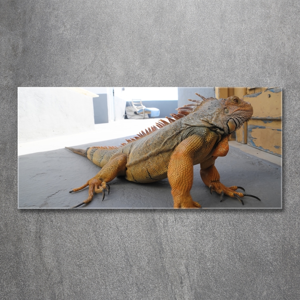 Foto-obraz na skle Iguana