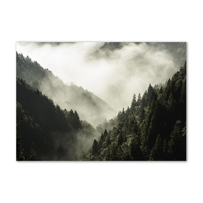 Foto obraz fotografie na skle Mlha nad lesem