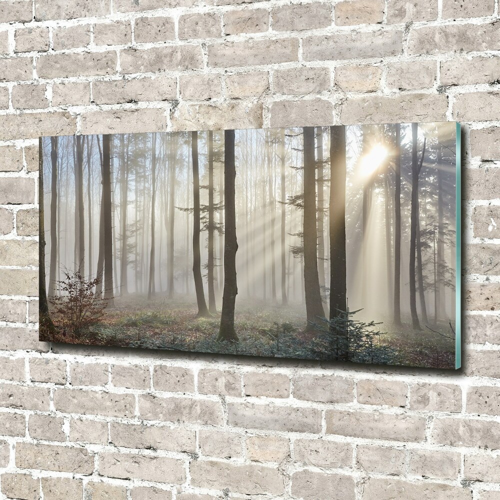 Fotoobraz na skle Mlha v lese