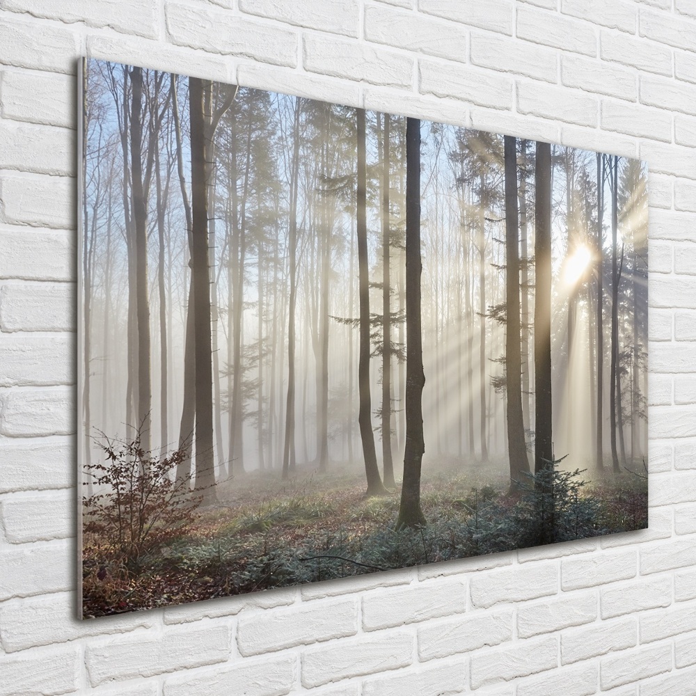 Fotoobraz na skle Mlha v lese