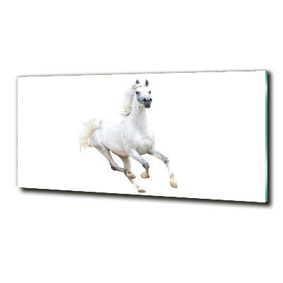 Foto-obraz skleněný horizontální Bílý arabský kůň