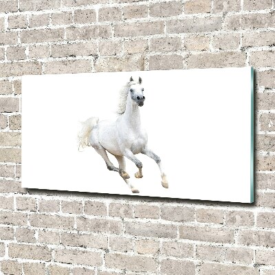 Foto-obraz skleněný horizontální Bílý arabský kůň